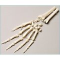 Denoyer-Geppert Anatomical Model, Prem Left Hand w/Forearm Loosely Strung SB38-S